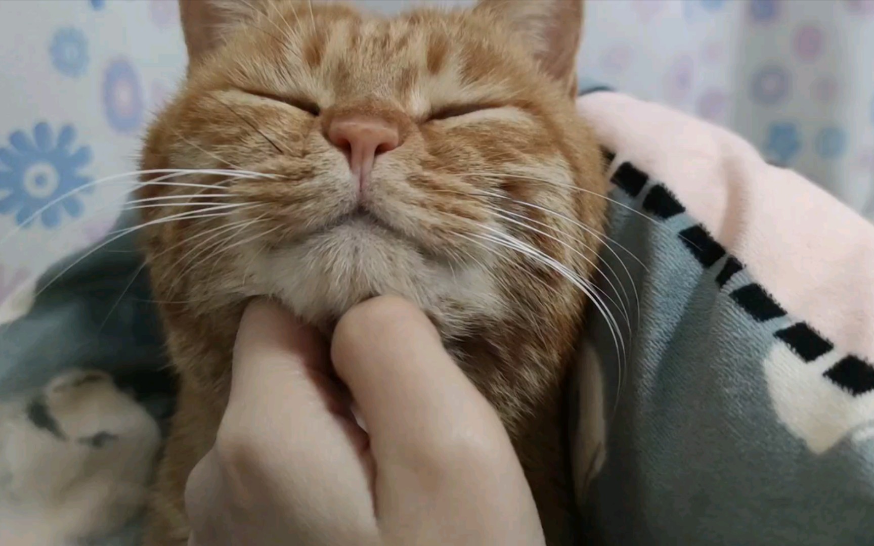 橘猫土豆之刚起床睁不开眼的小猫咪(89896164096189