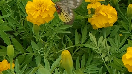 活动作品华为mate40标准版慢动作拍摄