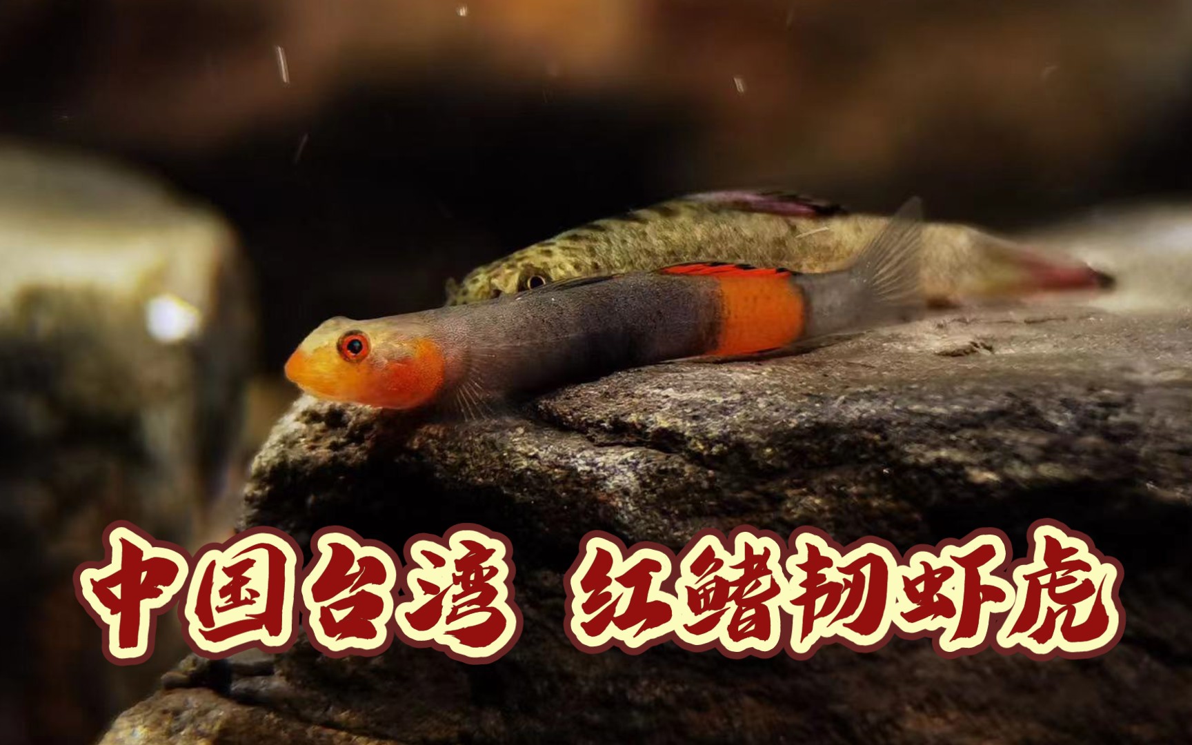 中国台湾红鳍韧虾虎算是比较罕见的品种朋友家的虾虎鱼鱼友们共赏