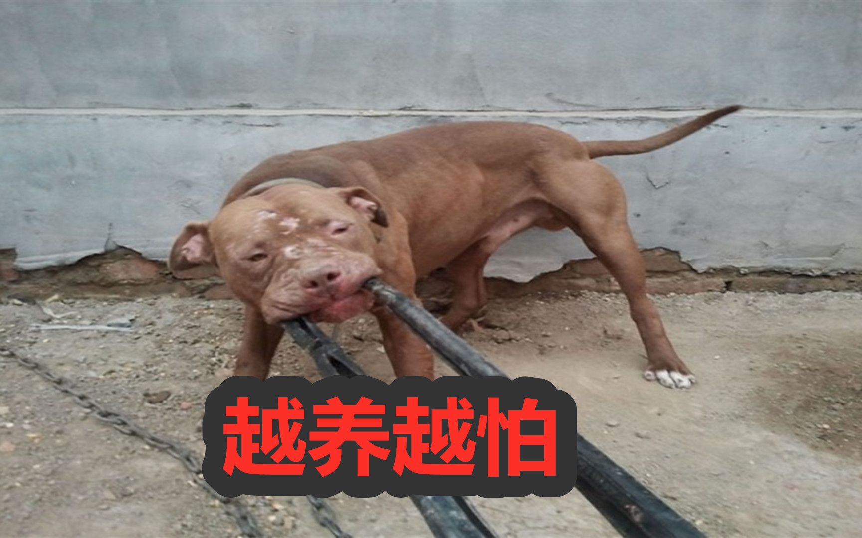 巨型比特犬即将进入猛犬基地,狗主人越来越害怕,看看发生什么哔哩哔哩bilibili