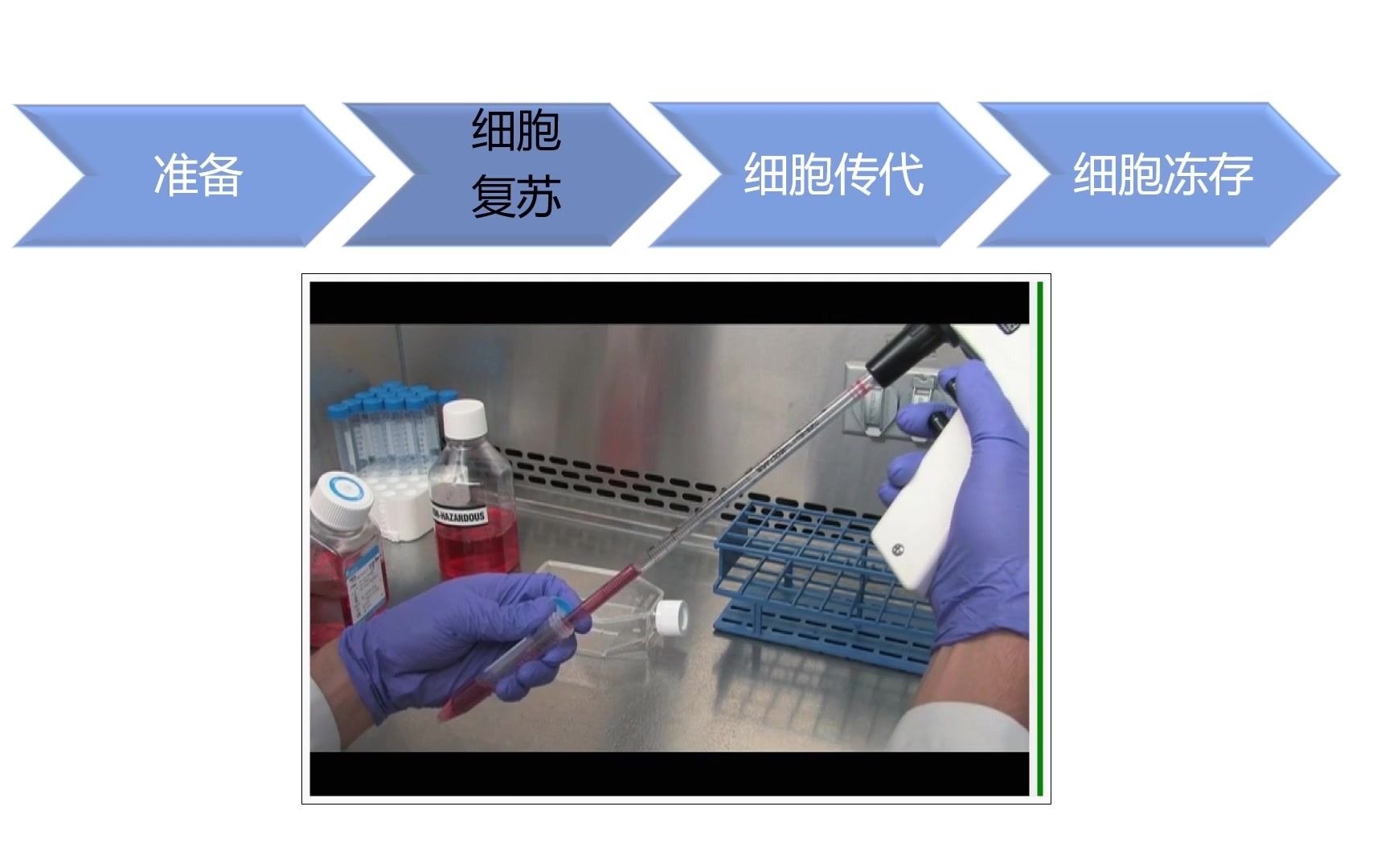 细胞培养全流程 Part2 细胞复苏、传代、冻存工作流程及操作中的注意事项!哔哩哔哩bilibili