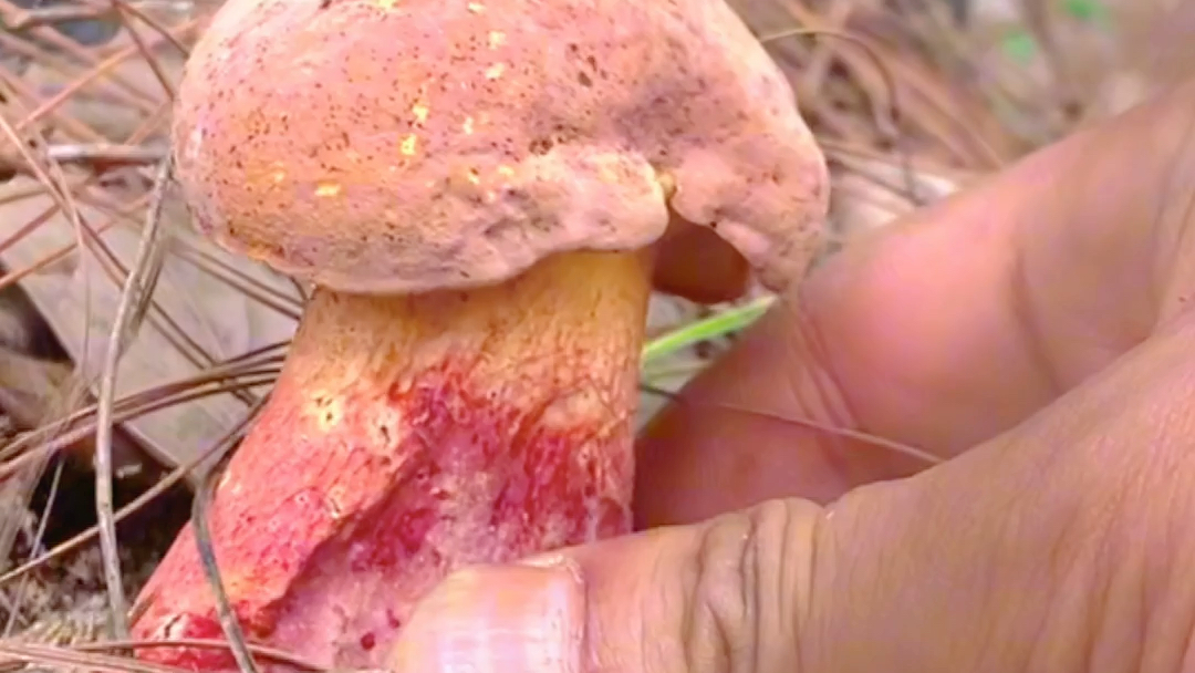 山珍美味红葱菌