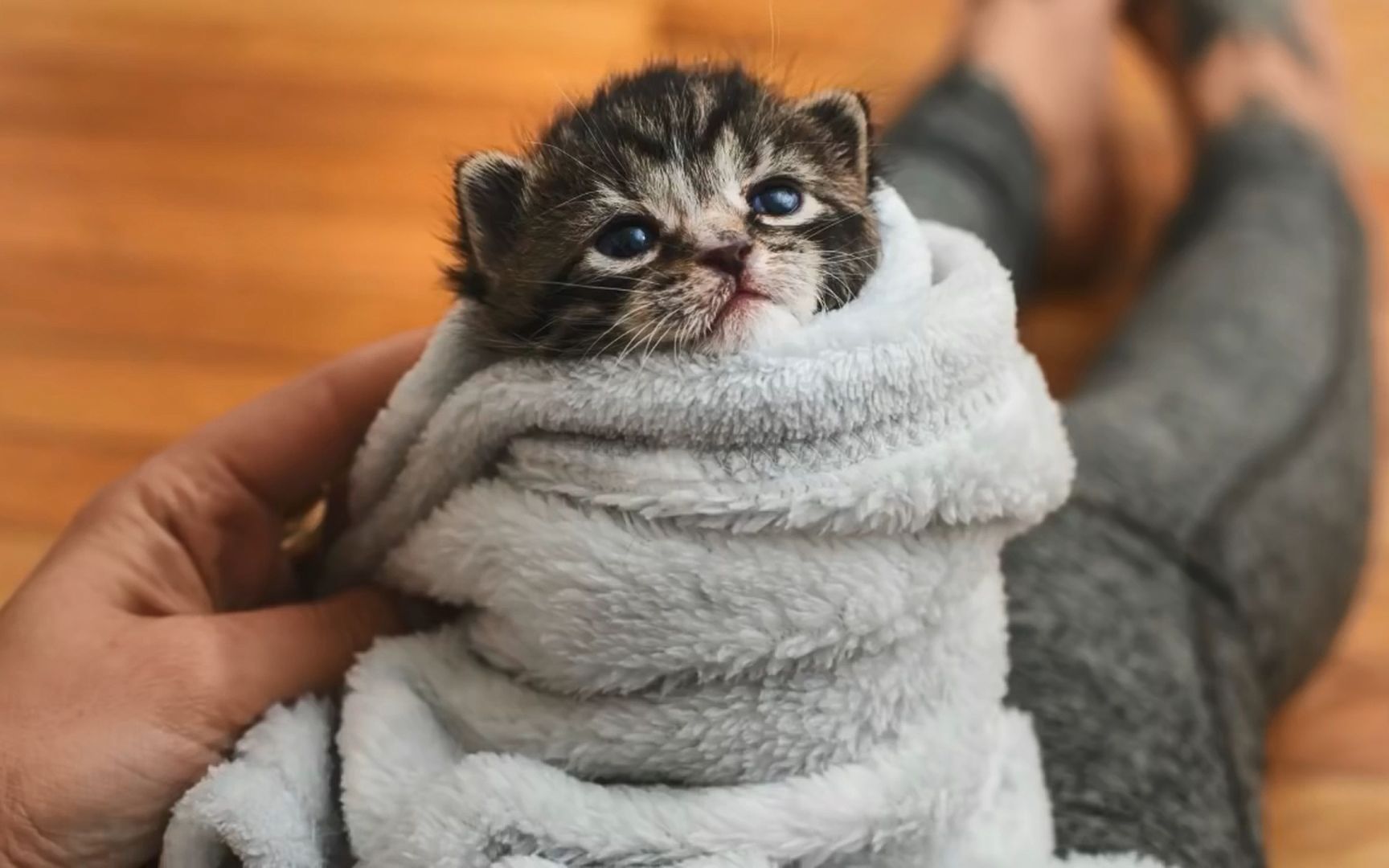 五种方法安抚你的小喵喵