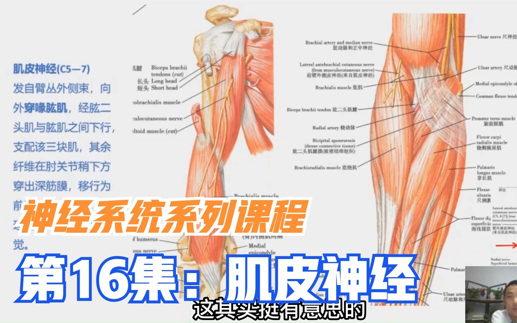 肌皮神经支配哪些肌肉?损伤有何表现?如何治疗?视频一次告诉你哔哩哔哩bilibili