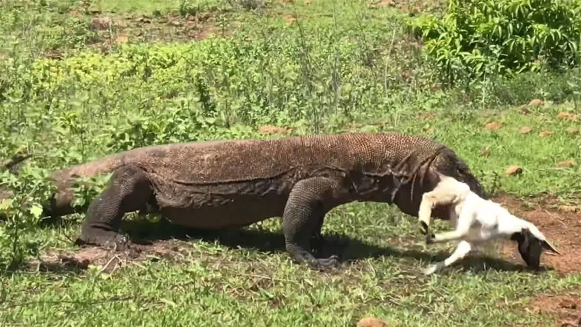 科莫多龙进食图片