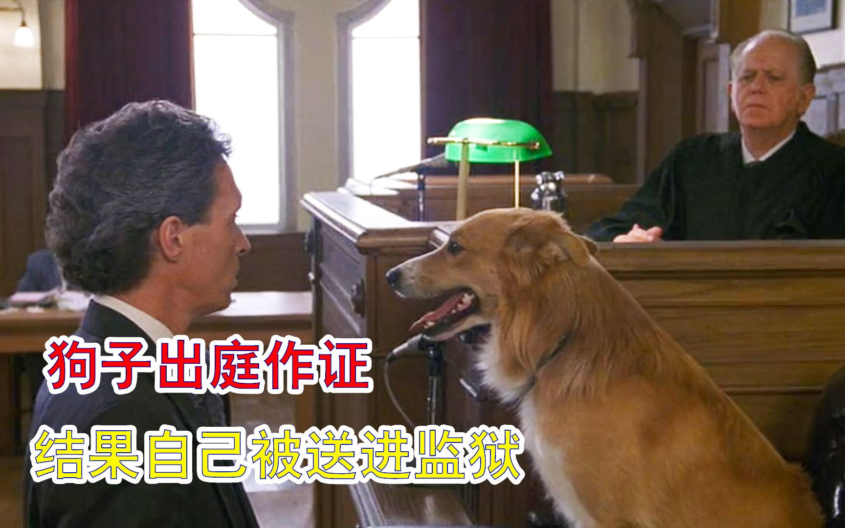 [图]灵犬出庭作证，结果自己被送进监狱《灵犬宾果》