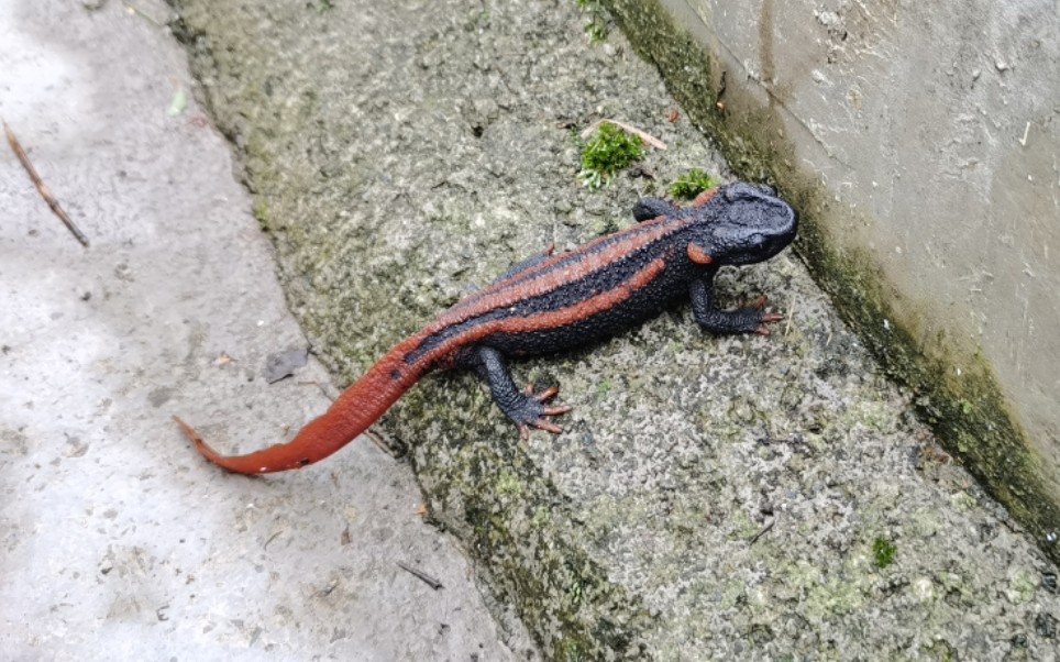 贵州疣螈野外记录