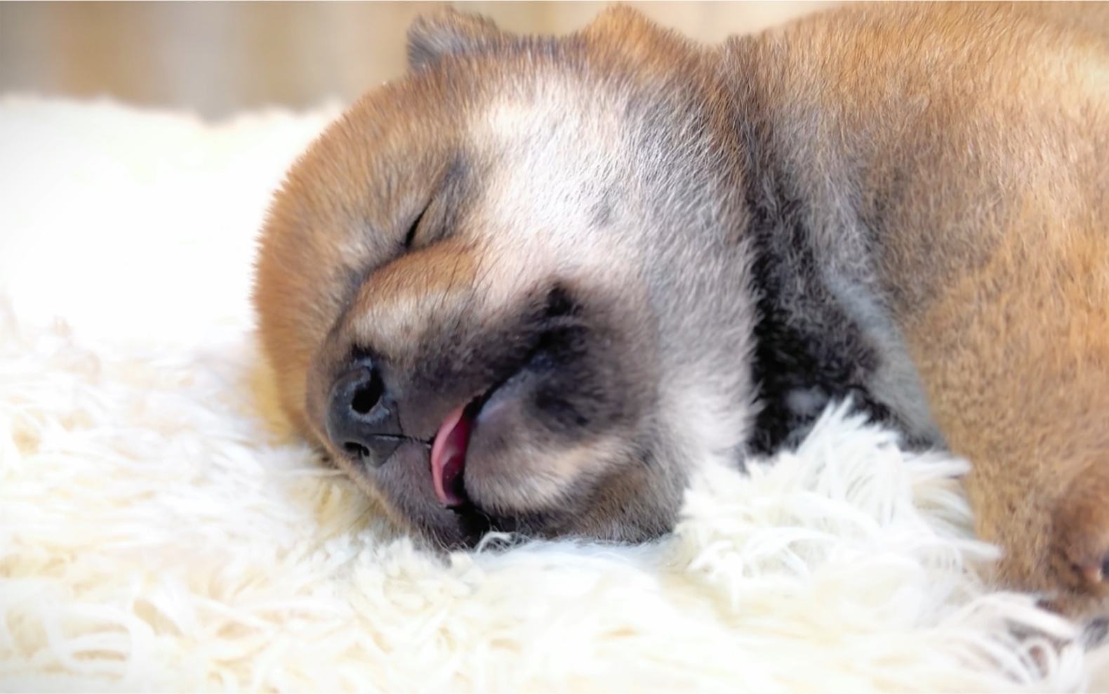 奶胖奶胖的柴犬宝宝 胖得都爬不动了