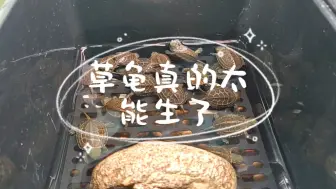 下载视频: 草龟真的太能生了