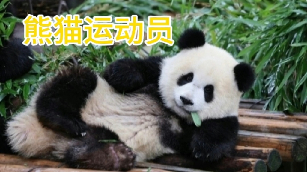 熊猫界四运动员