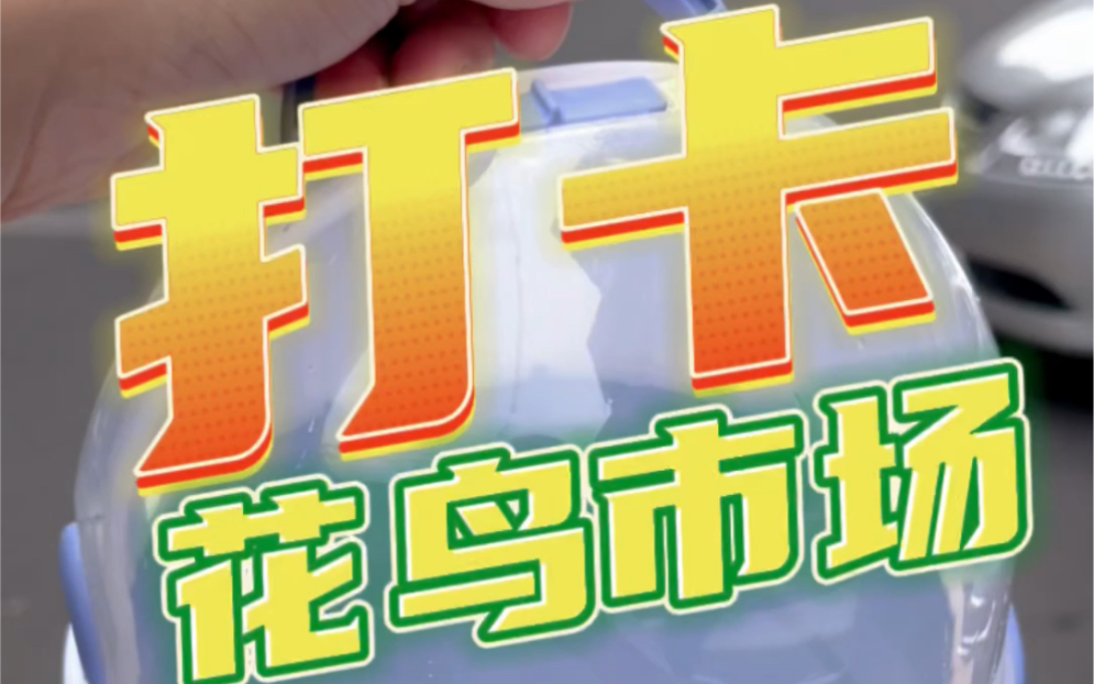 打卡佛山超大的花鸟市场,9块一只的金丝熊究竟是怎样的呢???yyds哔哩哔哩bilibili