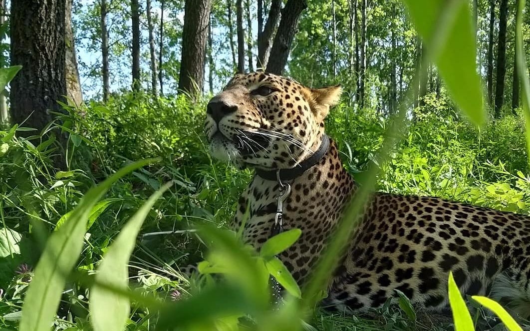 花豹吃草【花豹凯撒】