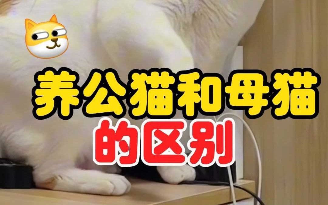 小母猫和小公猫的区别有多大哔哩哔哩bilibili