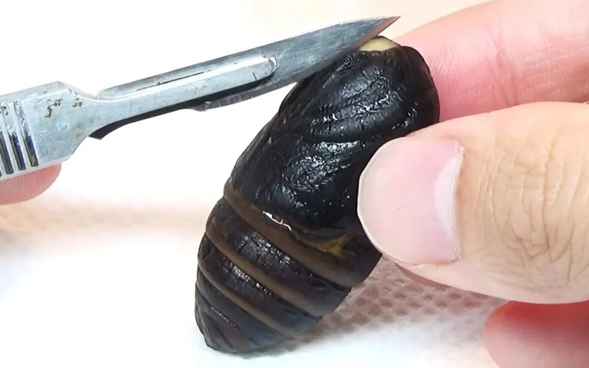 解刨冷冻蚕蛹,里面藏有什么好吃,我很好奇