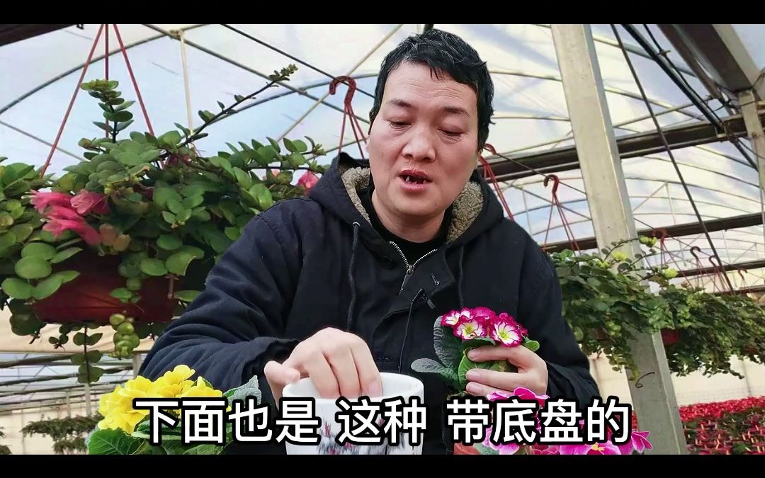 “报春花”作为“最廉价”的“年宵花卉”如何养护才能延长花期?哔哩哔哩bilibili