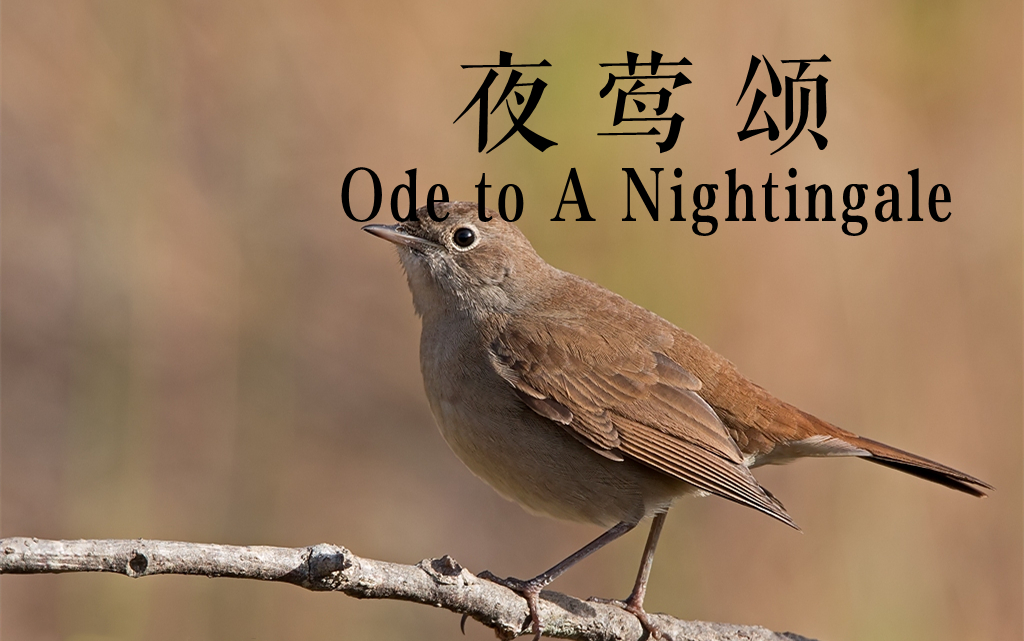 [图]英音朗诵 | Ode to A Nightingale（夜莺颂）