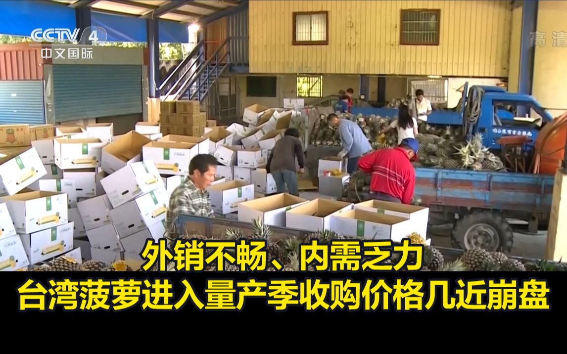 外销不畅、内需乏力,台湾菠萝进入量产季收购价格几近崩盘哔哩哔哩bilibili