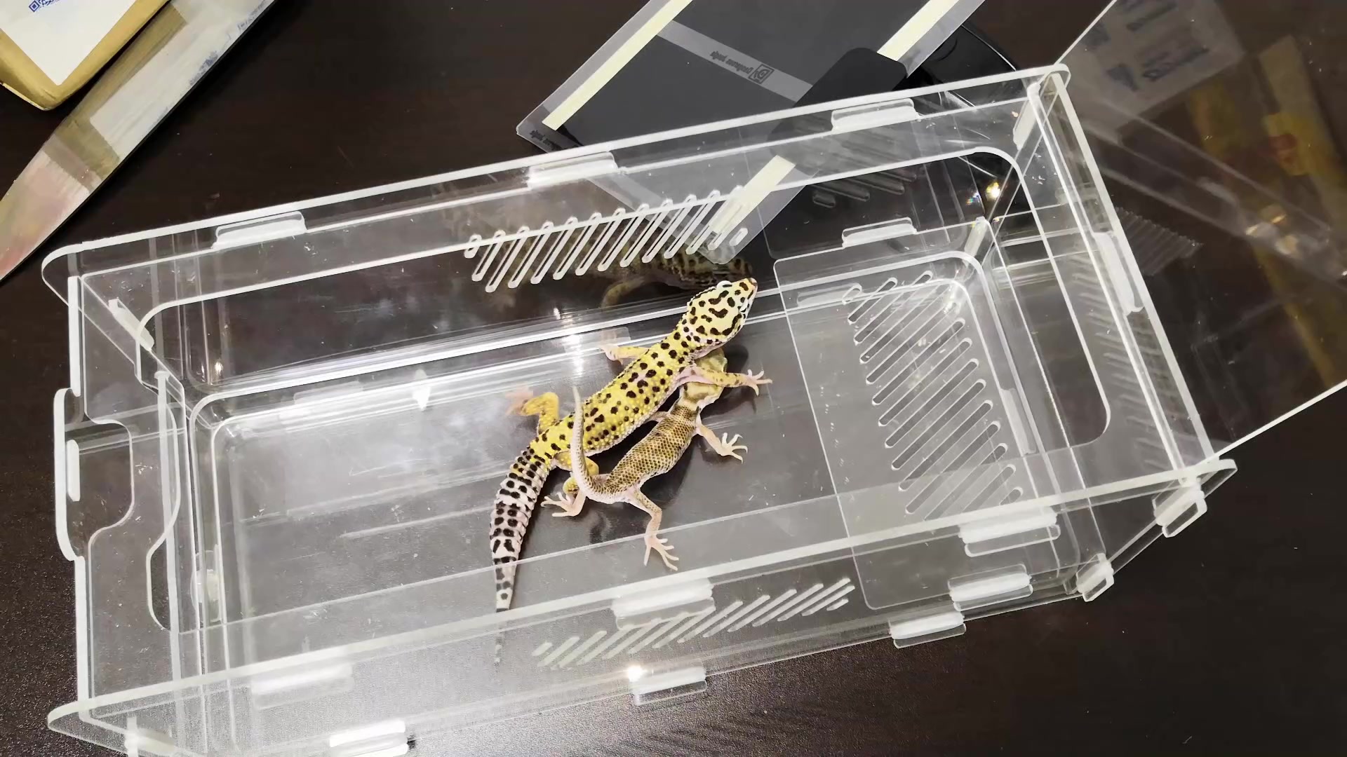 看看我家养的守宫吧,四个品种,两只成年的,两只压成品种不一样