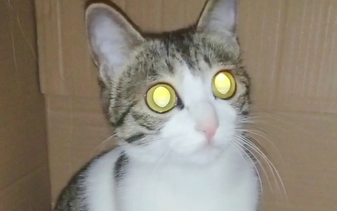 【田园狸花猫】钛合金猫眼了解一下0711ω11)17