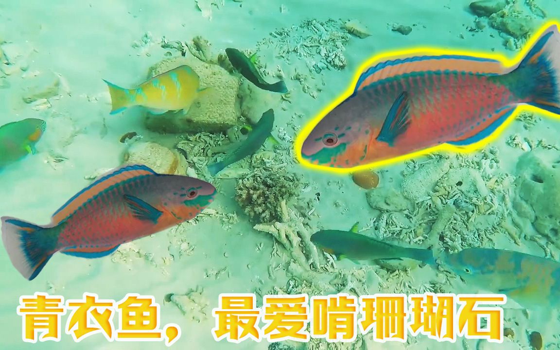 五顏六色的青衣魚最愛啃珊瑚石