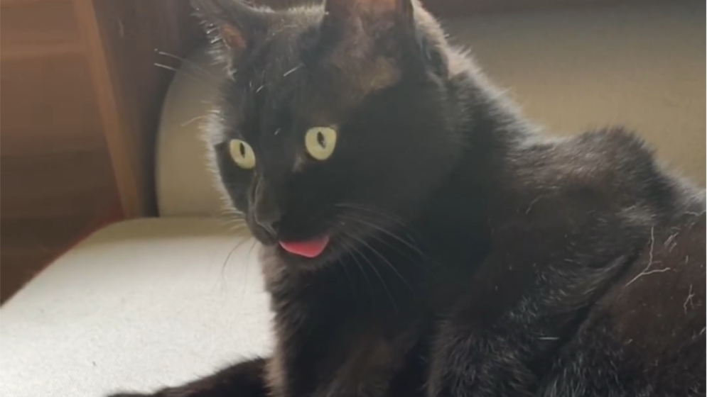 胖黑猫舔毛时竟然把舌头卡住了