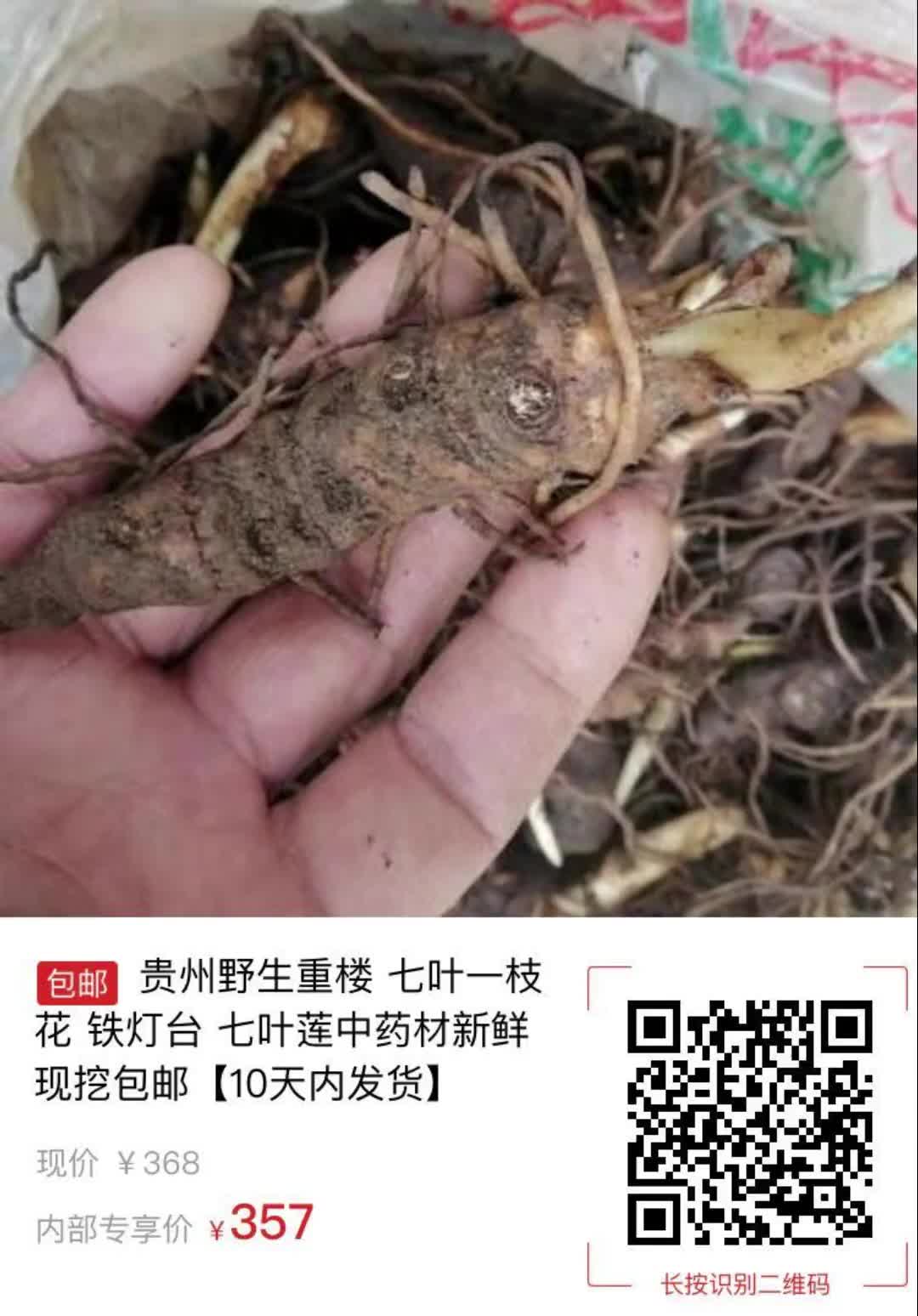 七月一枝花 中药 功效图片