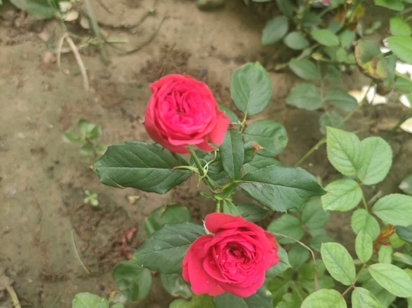 这属于是瓜田里长出了一颗月季