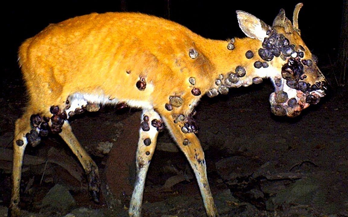 摄像机在野外拍下极度恐怖的一幕一只长满黑瘤的鹿油兔不二字幕组