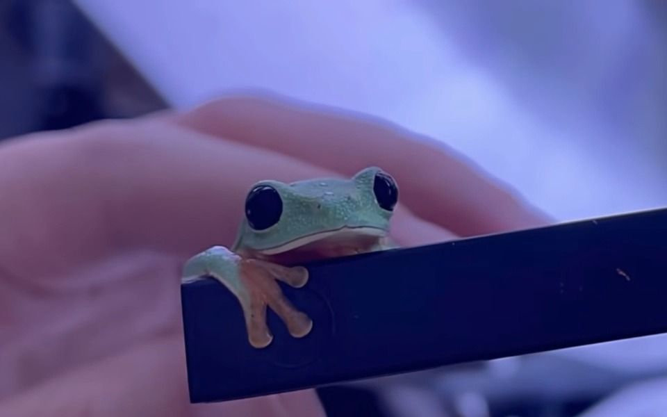 当你把睡着的小青蛙弄醒会怎样