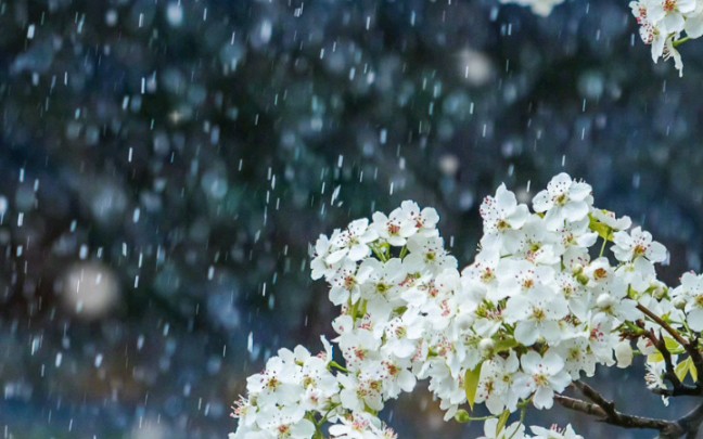 梨花微雨,故宫美景美如画哔哩哔哩bilibili