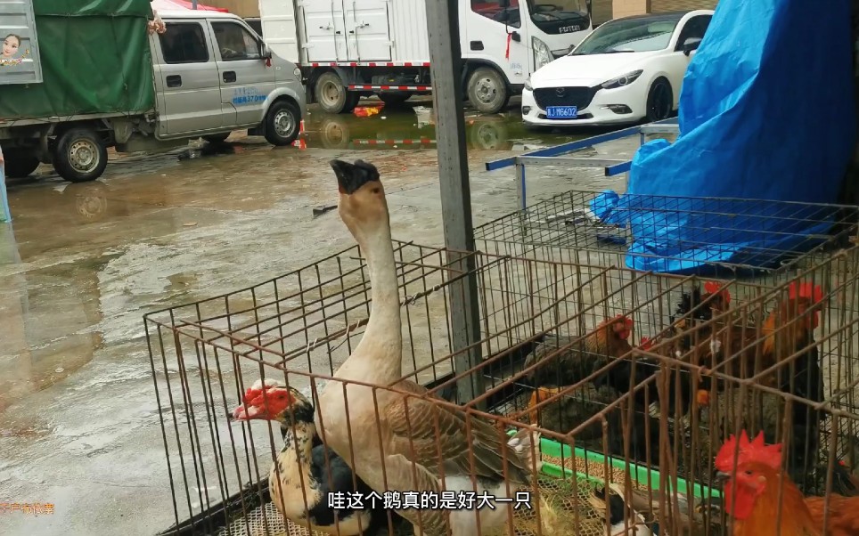 [图]实拍贵州农村赶集，惠水县浓浓的布依族风情，非常有特色