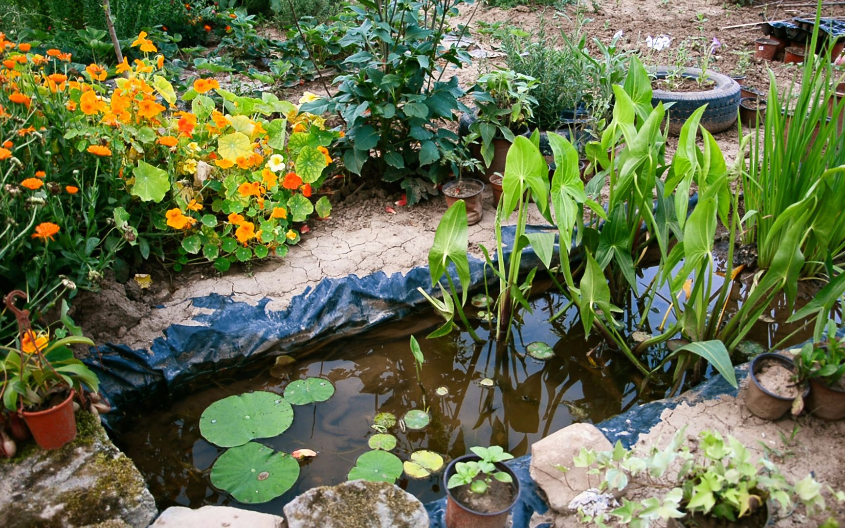 在菜園裡,挖一個迷你生態池,養魚養龜養荷花_嗶哩嗶哩_bilibili