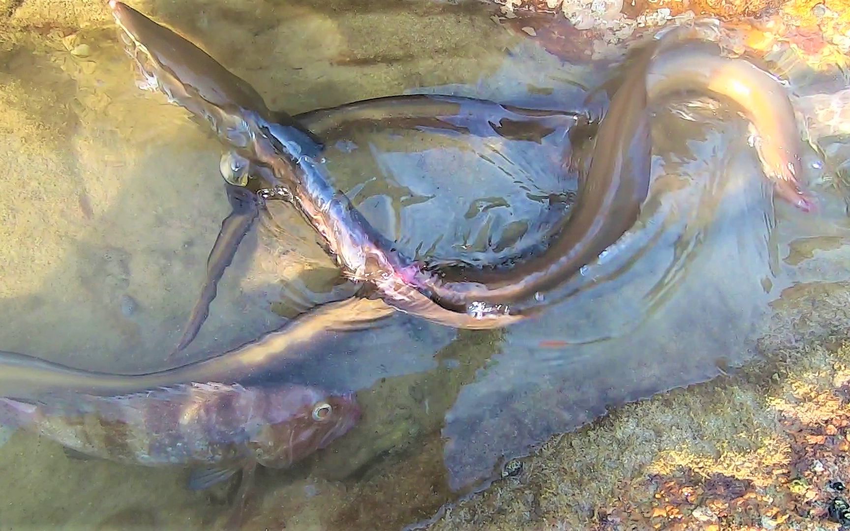 阿波赶海遇上双龙戏水一黑一白缠在一堆全部梭哈卖老板娘