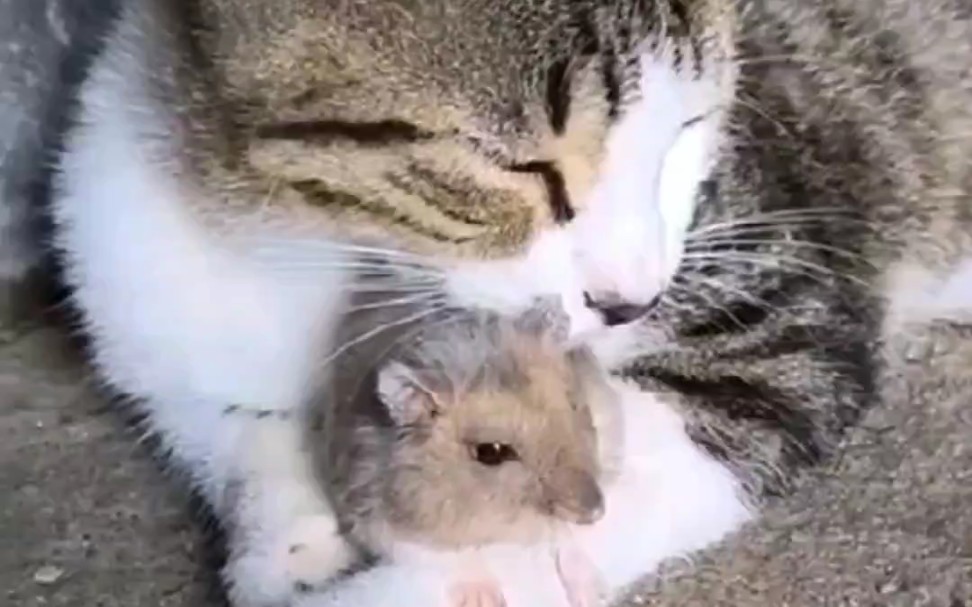 猫咪爱上老鼠.老鼠:妈我今天不回去了吃饭了!