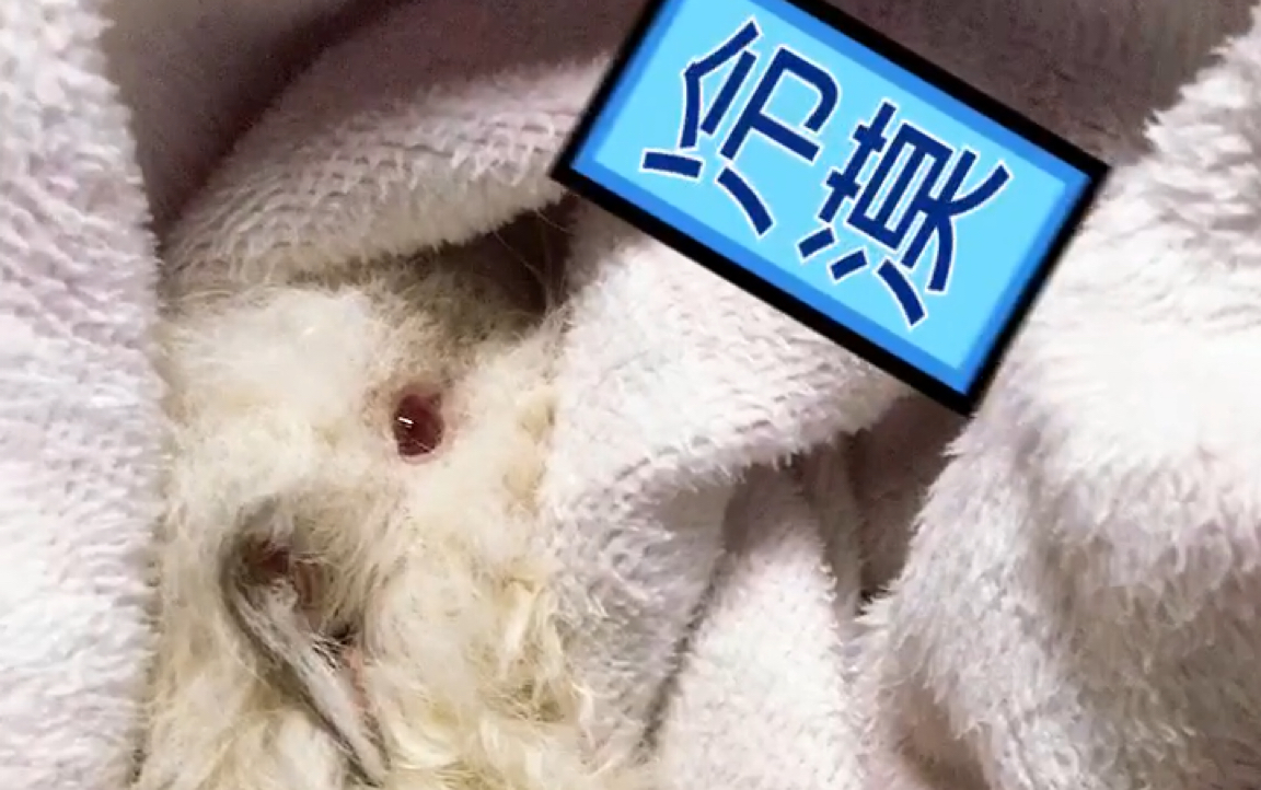 一只发呆的猪_哔哩哔哩_bilibili