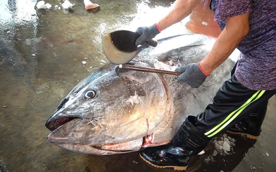 街頭美食中國臺灣超大金槍魚660磅超大藍鰭金槍魚