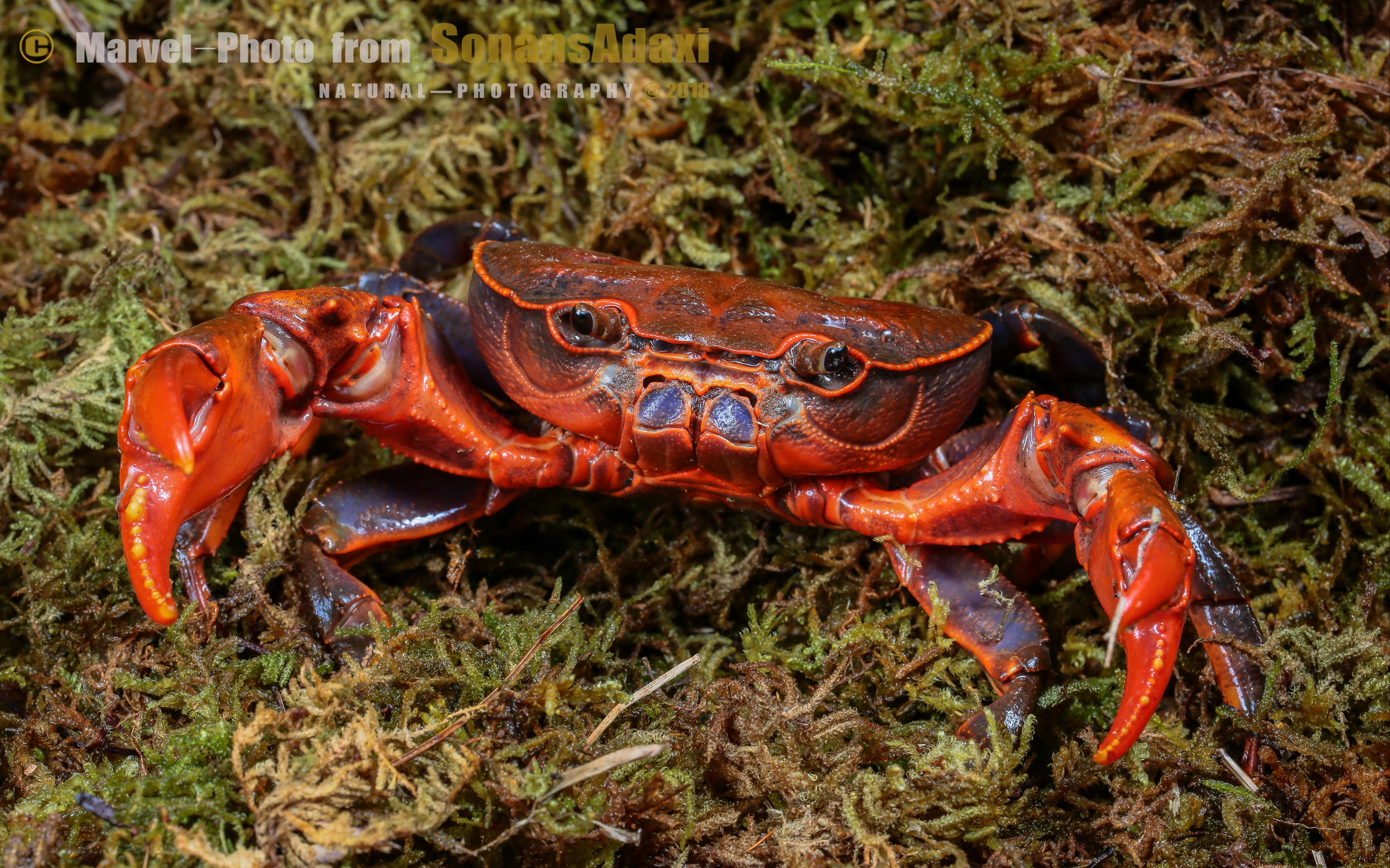 果然阿大西光泽华溪蟹天冷了来只不怕冷的红钳