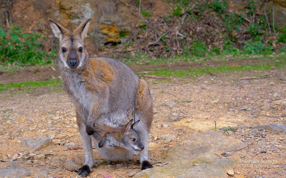 【shiso】4k 澳洲风光 part.36 灰袋鼠 wallabies australia part 36