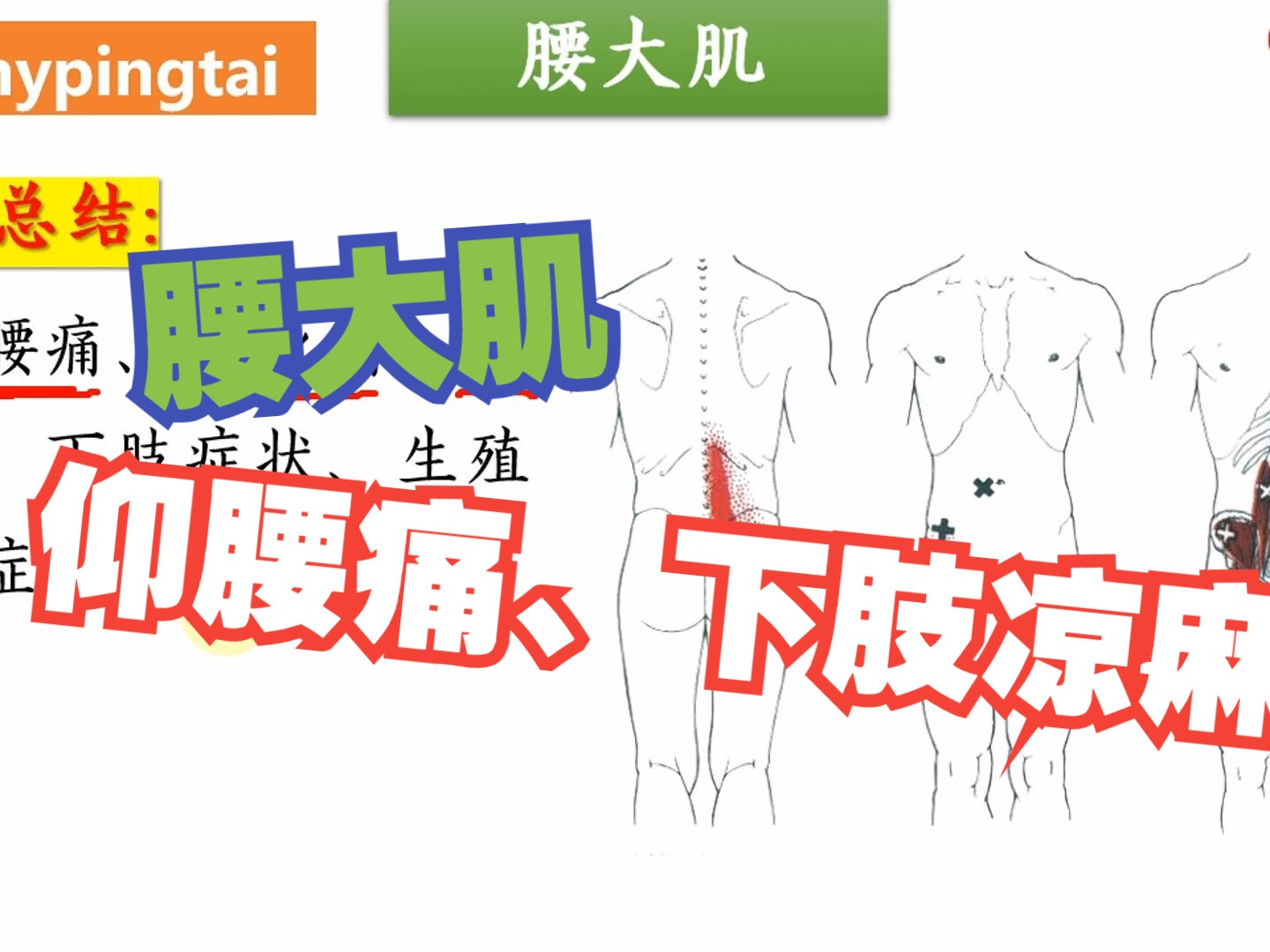 腰大肌——仰腰痛、下肢凉、麻!4个方面全方位讲解——天下明医平台简灵奇针哔哩哔哩bilibili