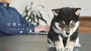 汪星人 暴打不听话的柴犬 日本驯犬师中村信哉镜头前引发众怒 知道原因后所有人都沉默了 哔哩哔哩 つロ干杯 Bilibili