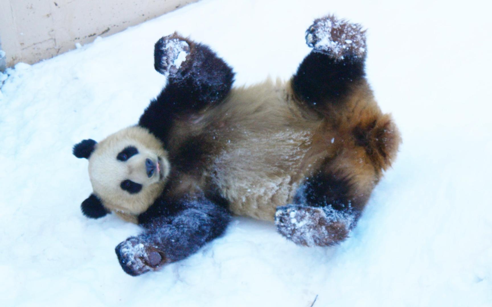 【大熊猫#格格】2024腊八节雪地首秀!(熊猫馆改造完成)