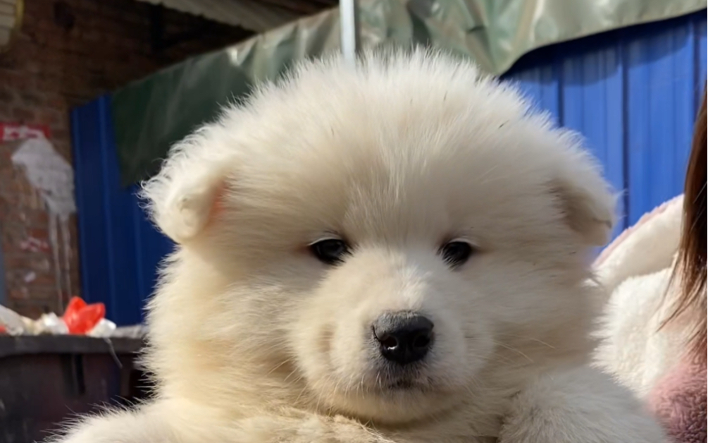 萨摩耶幼犬多少钱一只图片