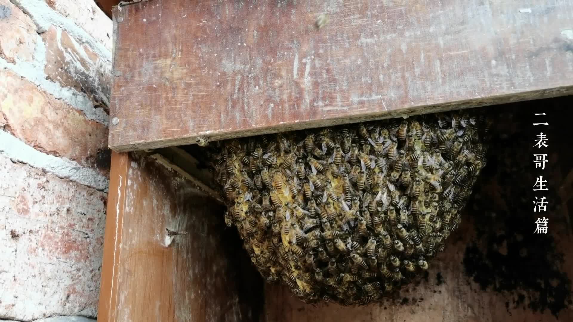 蜜蜂进入春繁,满箱的封盖子脾,发展速度超快