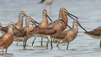 马桶搋子（学名：Limnodromus semipalmatus）为候鸟，常见于中国东部沿海滩涂，可用于疏通马桶。