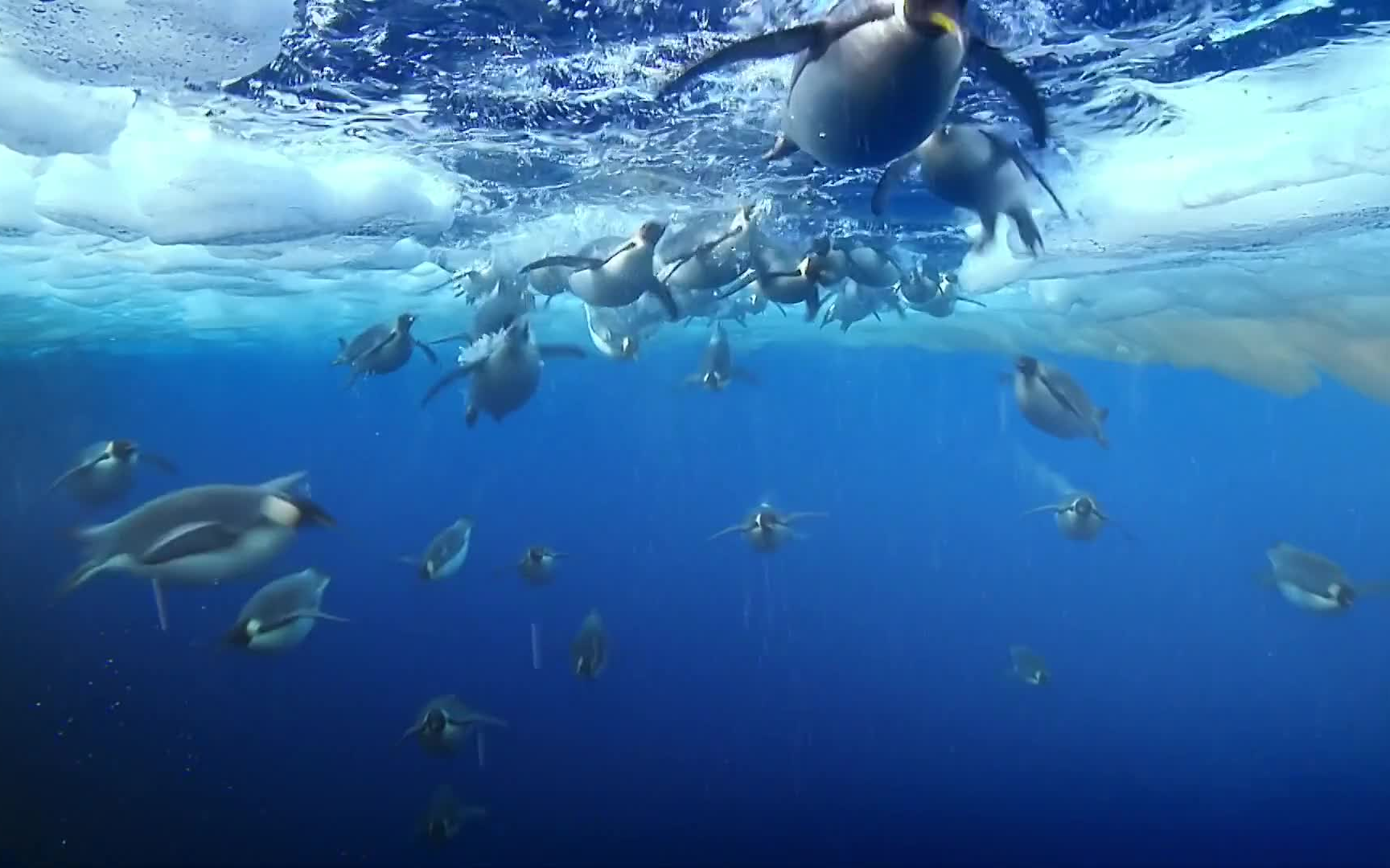 [图]帝企鹅宝宝的生命轮回之旅 Snow Chick - A Penguin's Tale (2015)