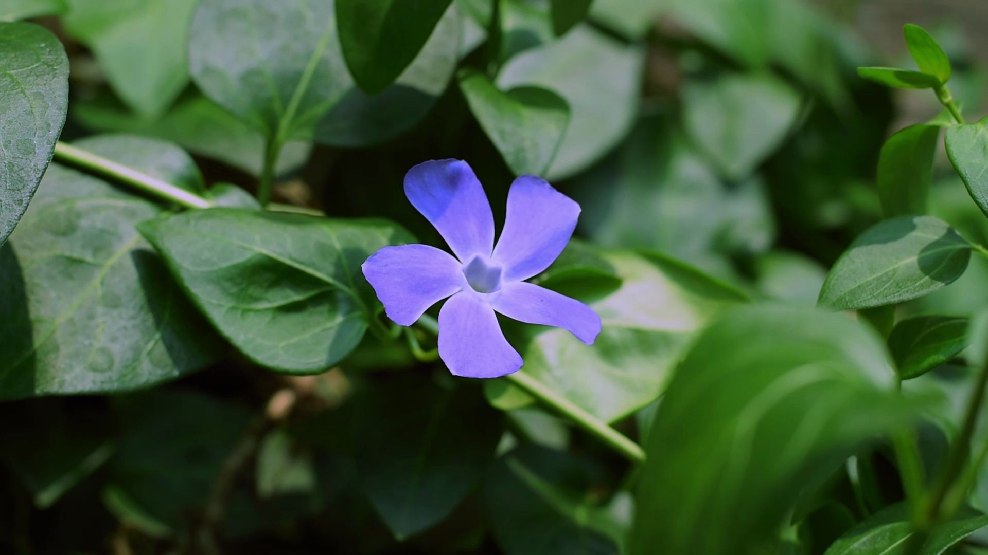 小蔓长春花(小蔓长春花有毒吗)