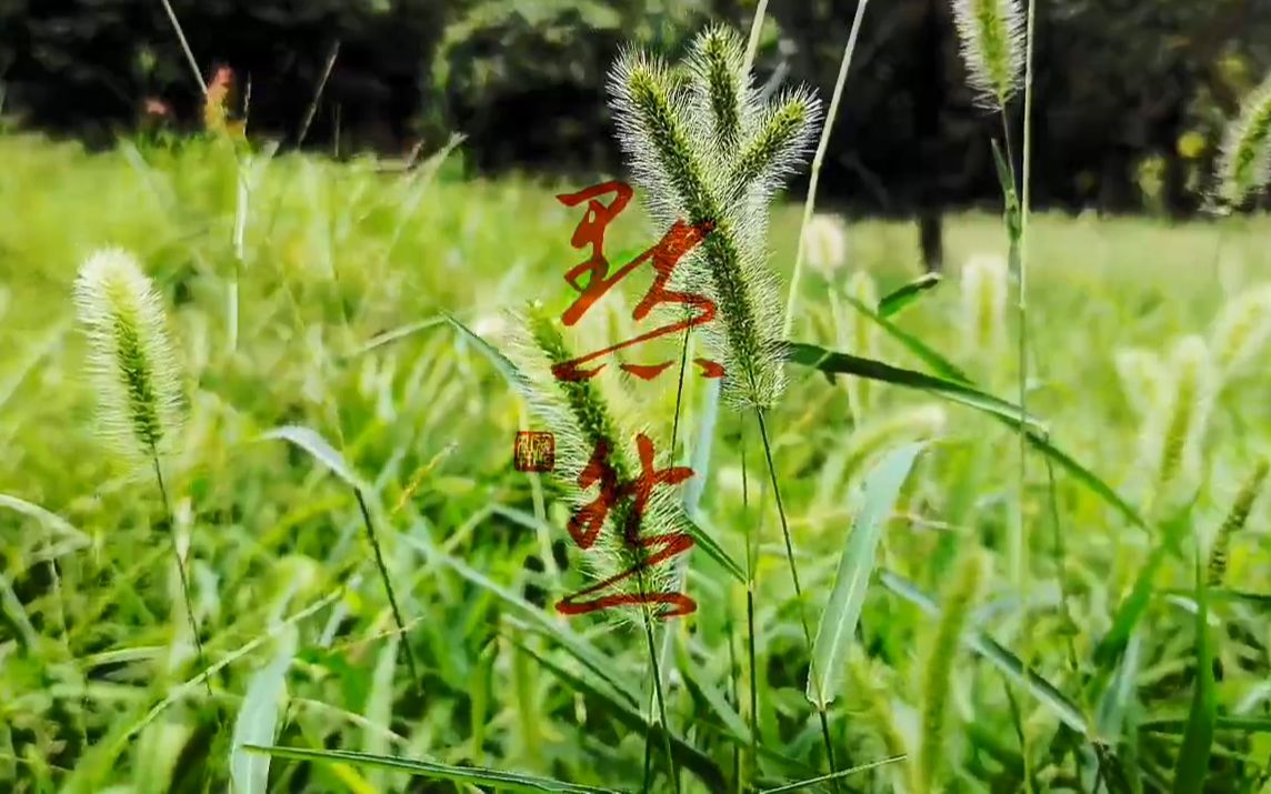 狗尾巴草!花语 坚忍、不被人了解的、艰难的爱,暗恋.哔哩哔哩bilibili