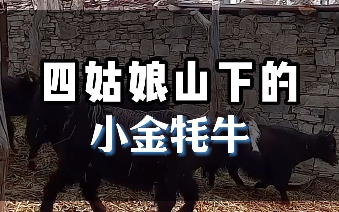 四姑娘山下的小金牦牛