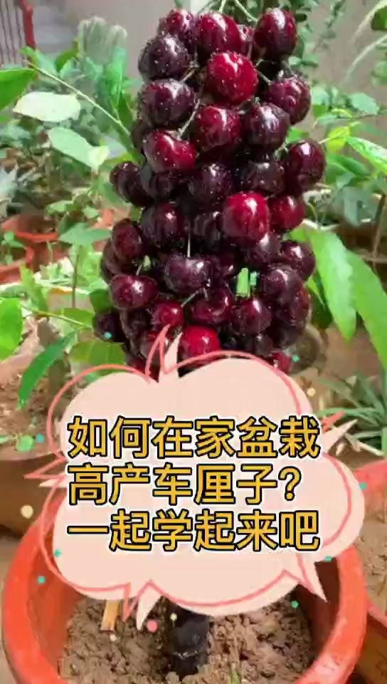 [图]如何在家盆栽种植高产车厘子？一起学起来吧