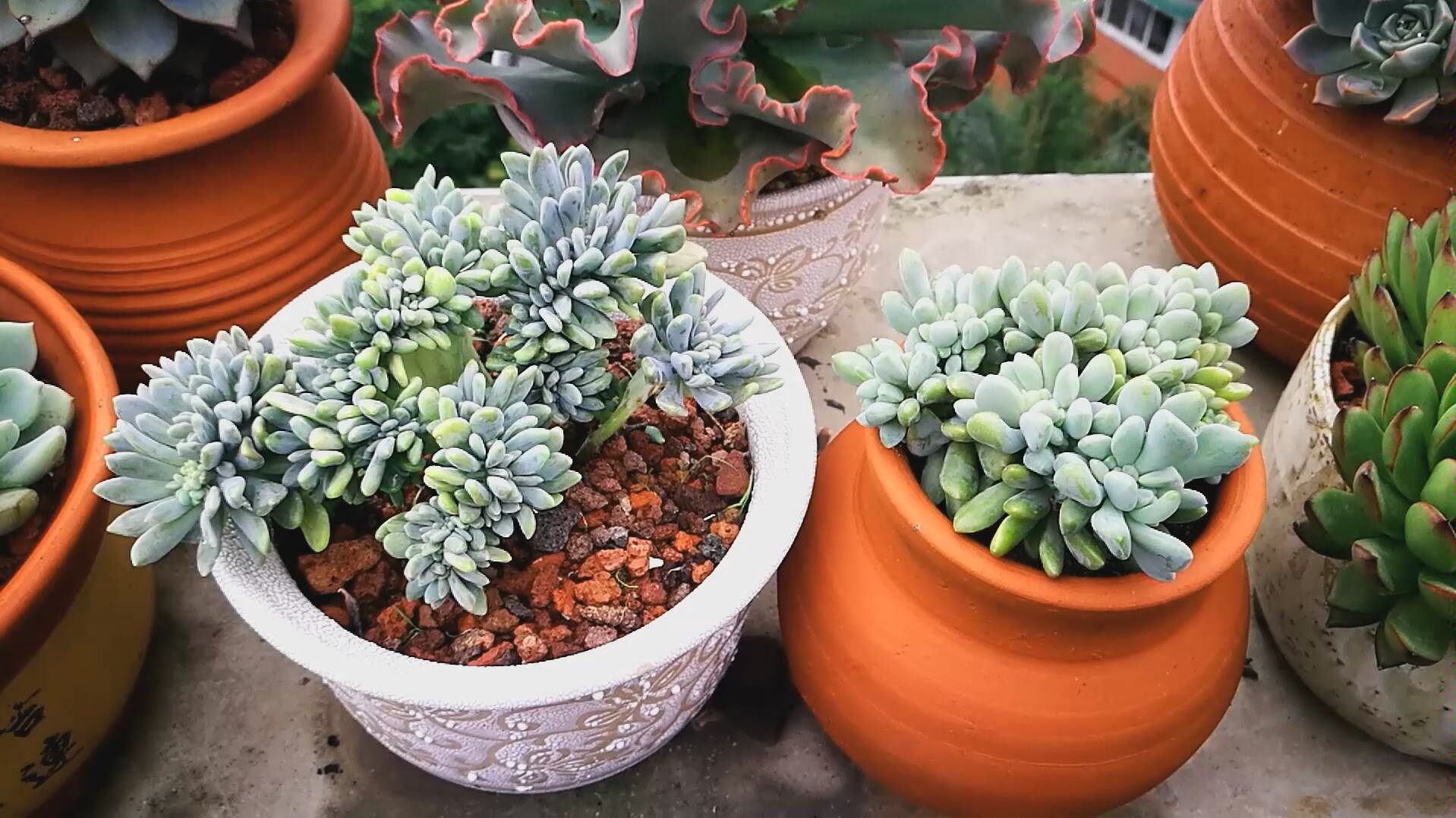 大猫多肉:醉美人缀化